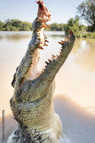 Feeding Crocodile