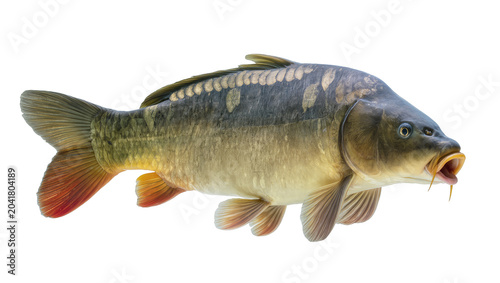 фотографія Common carp fish with scales and fins, detailed view