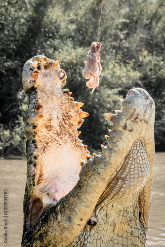Feeding Crocodile