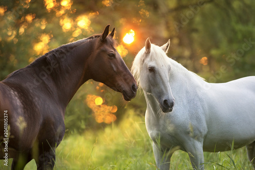 Two horse close up in sunlight