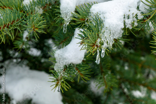 snow and frozen drops of water on the needles of spruce branches. The concept of spring, thaw, New Year mood. green postcard with a macro view of nature