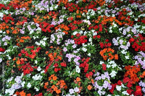 Fotografie Beautiful colorful flower bed with busy Lizzie flowers