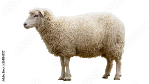 Φωτογραφία White sheep with thick wool standing profile view