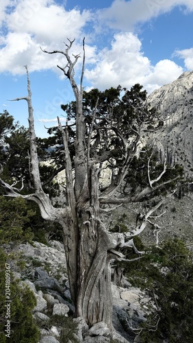 Nature's Sculptures: The Twisted Trunks