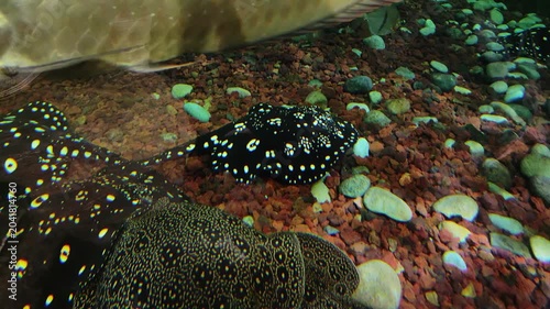 several exotic white blotched river stingrays and xingu river rays swimming peacefully along the pebbled bottom freshwater aquarium with other tropical fish species.