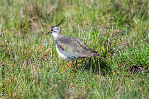 Canvastavla Lapwing on grass, close up