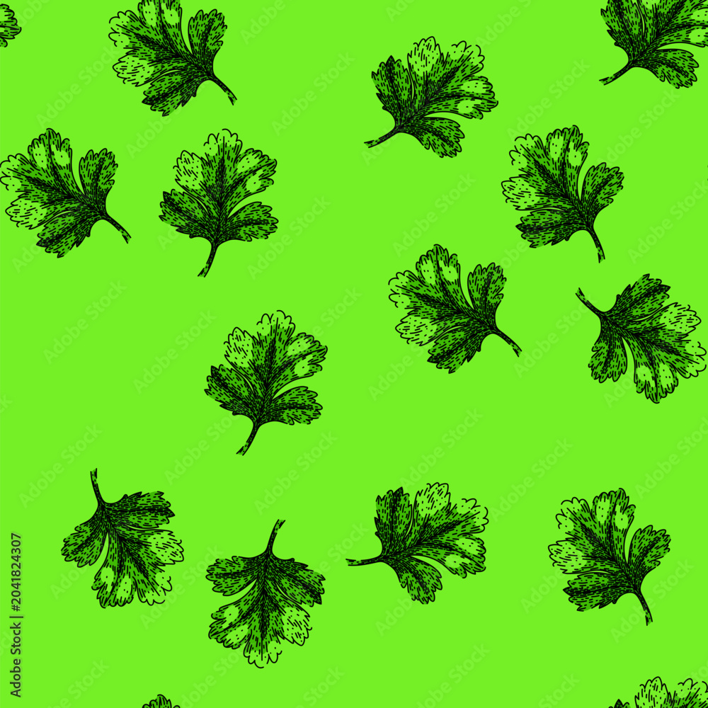 Fototapeta premium pattern parsley coriander hand drawn. fresh seed, bunch green, herb spice parsley coriander vector sketch illustration