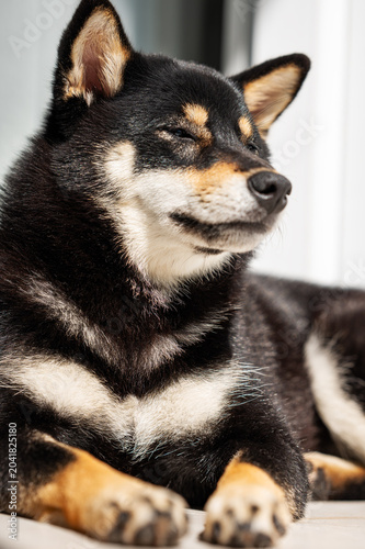 A portrait of a black Shiba Inu lying on a balcony close up.