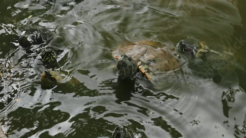 a turtle in the temple Wat Prayoon in Bagkok