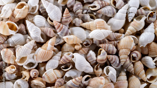 Fotografía Many seashells of different shapes and colors gathered on a flat surface with na