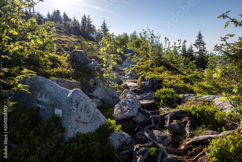 фотографія Mountain footpath winding through granite boulders, spruce forest and heathland