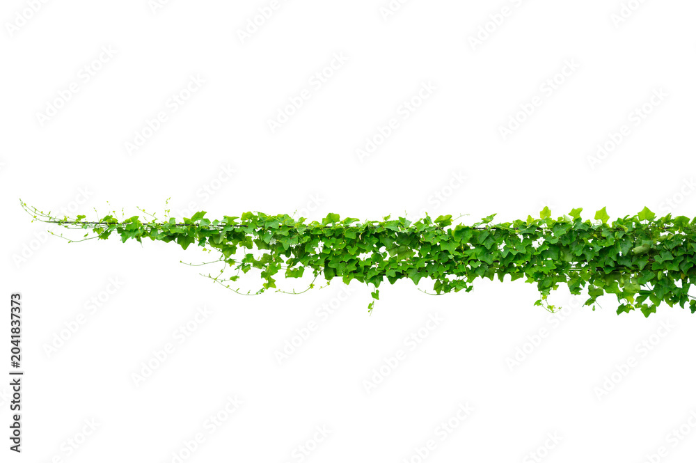 Fototapeta premium vine frame leaf vine Isolate on transparent background PNG file