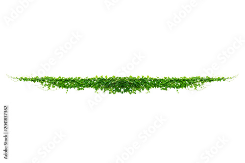 vine frame leaf vine Isolate on transparent background PNG file