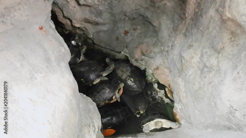 a turtle in the temple Wat Prayoon in Bagkok