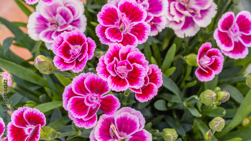 Fototapeta premium Bright pink and white flowers bloom in a garden during springtime near a sunny area with green leaves