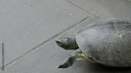 a turtle in the temple Wat Prayoon in Bagkok