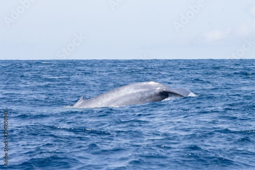 Canvas-taulu Dolphin swimming in the open ocean with visible dorsal fin above the blue water