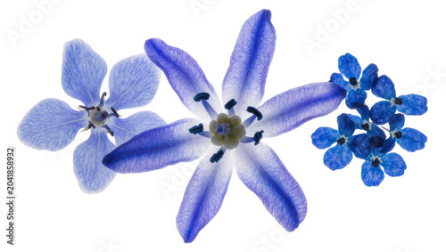 Bilde på lerret Blue Scilla flowers close-up