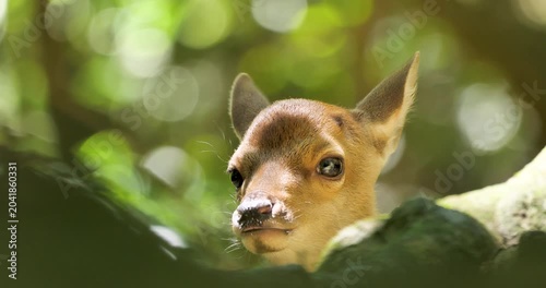 little baby deer  hiding in a forest