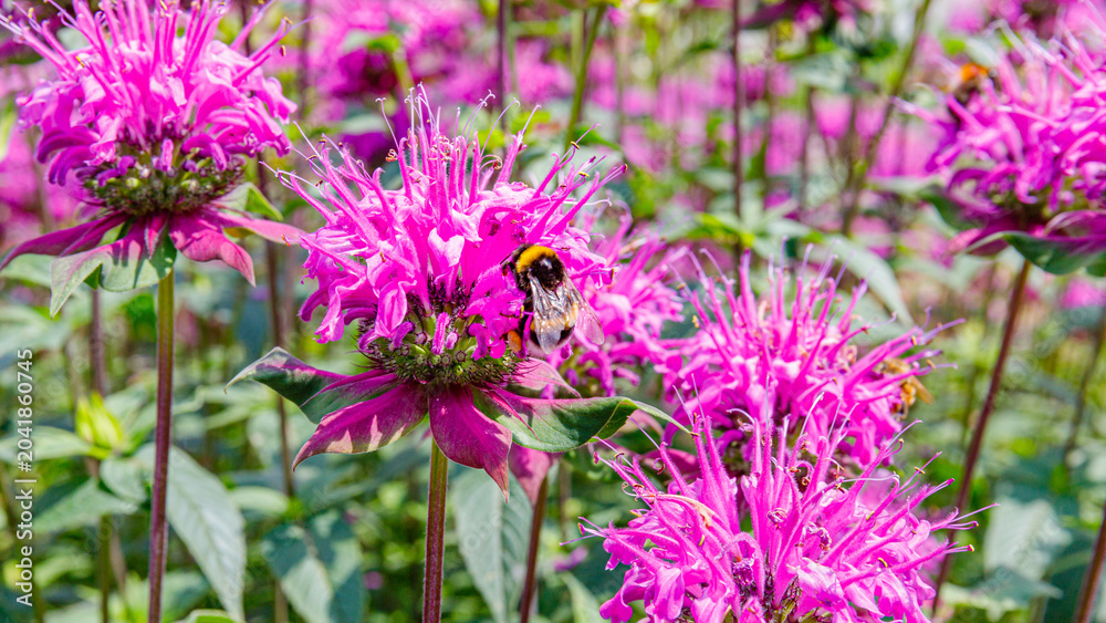 Fototapeta premium Bees gather nectar from bright pink flowers in a sunny garden during summer