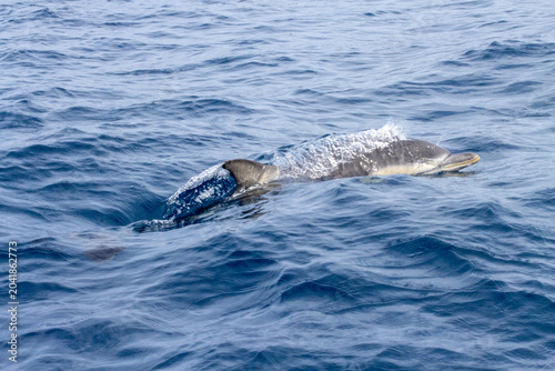 Valokuva Dolphin swimming in open ocean water with visible dorsal fin and splash