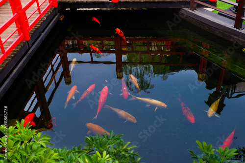 Konstfotografi Colorful fancy carp fish (koi fish) in a garden pond in Japan,nishikigoi or orange carp and Red bridge and pond in Japanese garden