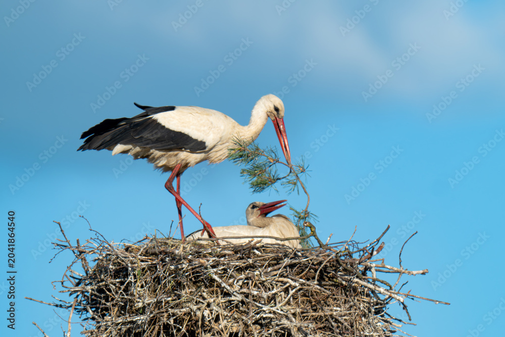 Fototapeta premium White storks on the nest.