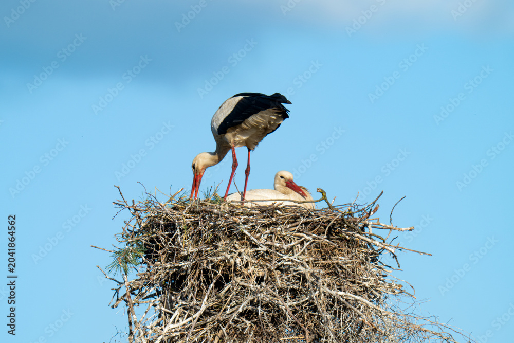 Fototapeta premium White storks on the nest.