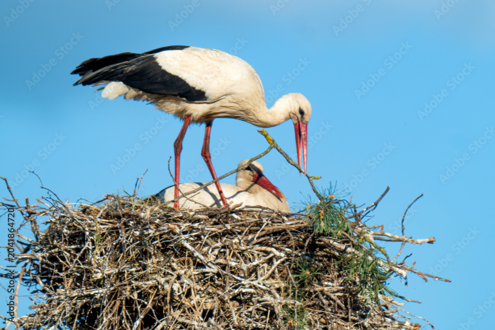 Fototapeta premium White storks on the nest.