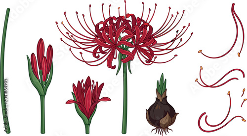 Tableau sur toile Red Spider Lily Botanical Illustration Set with Blooming Flowers, Bulb, Petals,