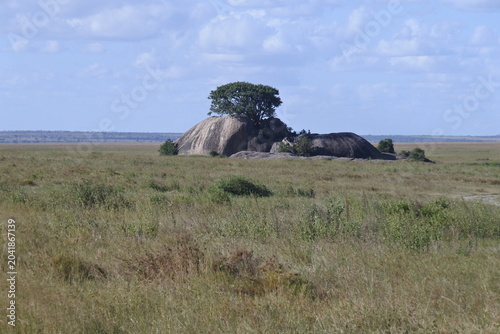 Felsen mit Bäumen in der Serengeti	