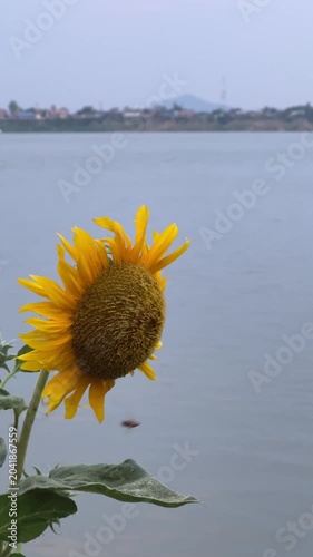 A single yellow sunflower stands near calm water, with distant houses and hills under a pale sky.