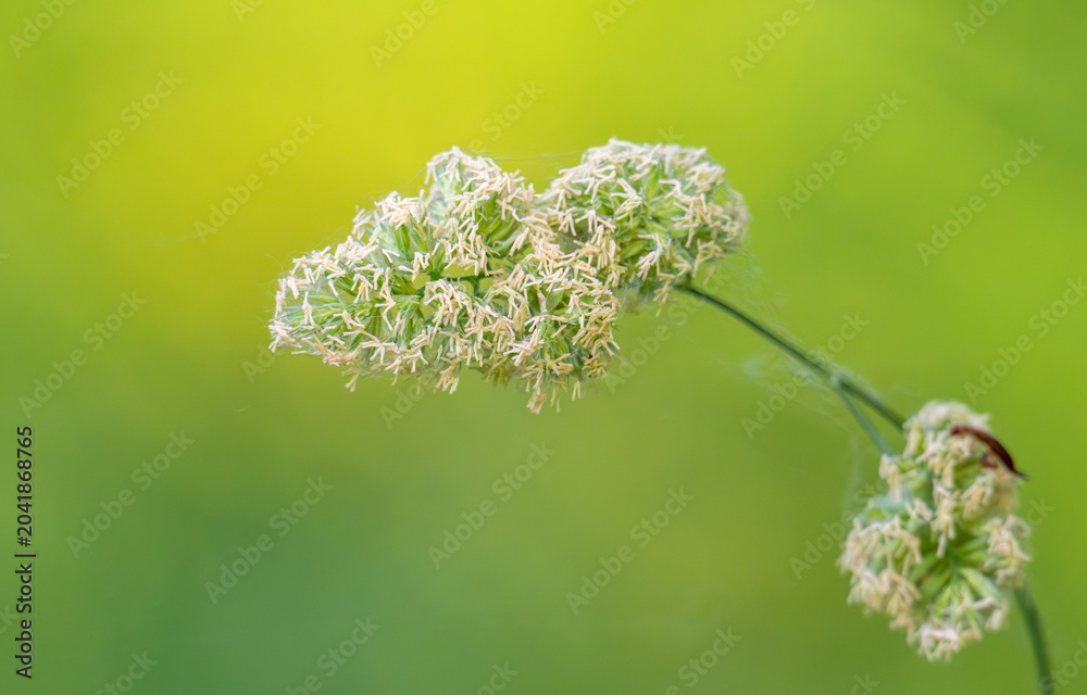 Obraz premium Beautiful green grass in a meadow