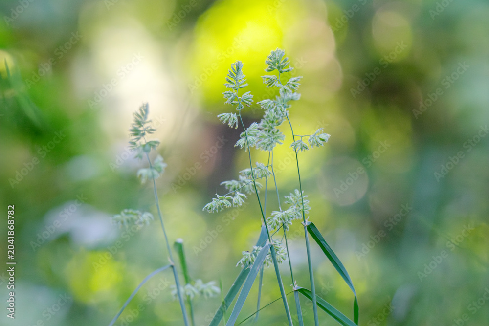 Obraz premium Beautiful green grass in a meadow