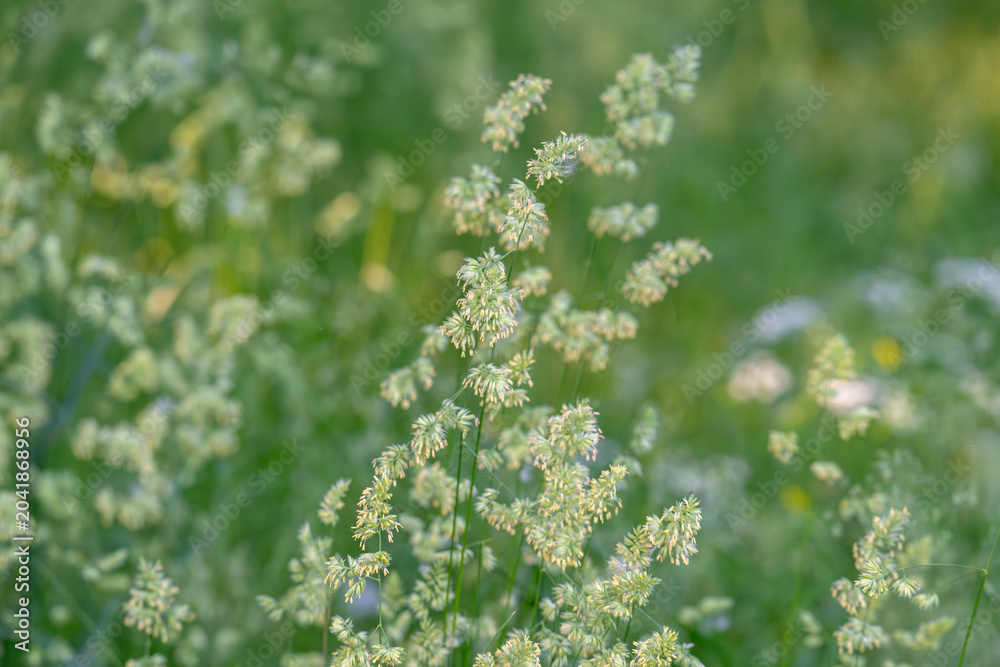 Obraz premium Beautiful green grass in a meadow