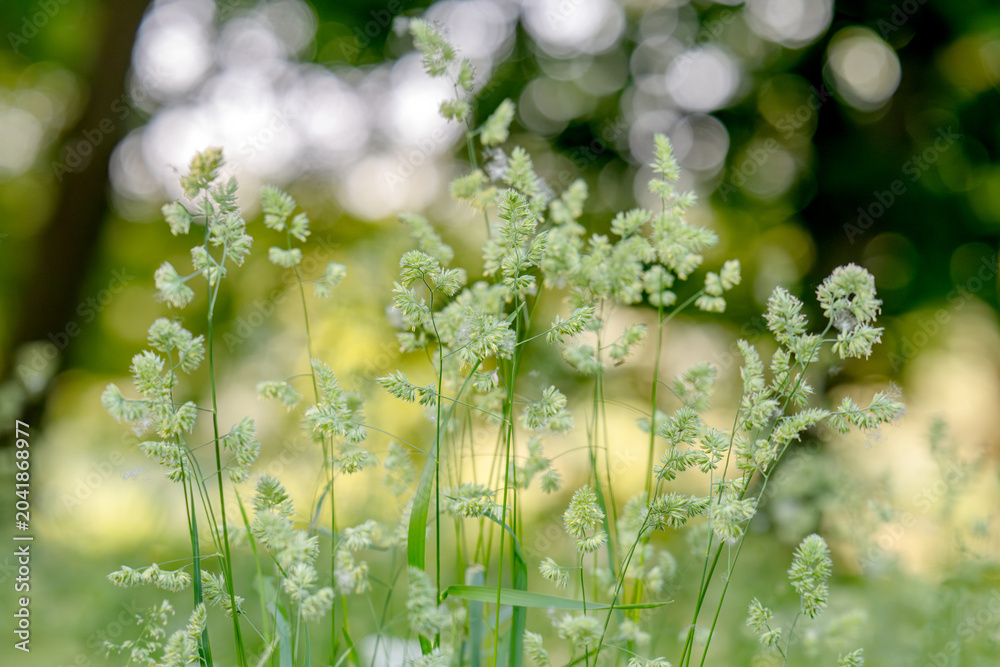 Obraz premium Beautiful green grass in a meadow