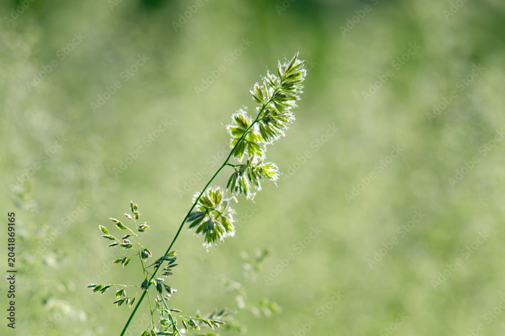 Obraz premium Beautiful green grass in a meadow