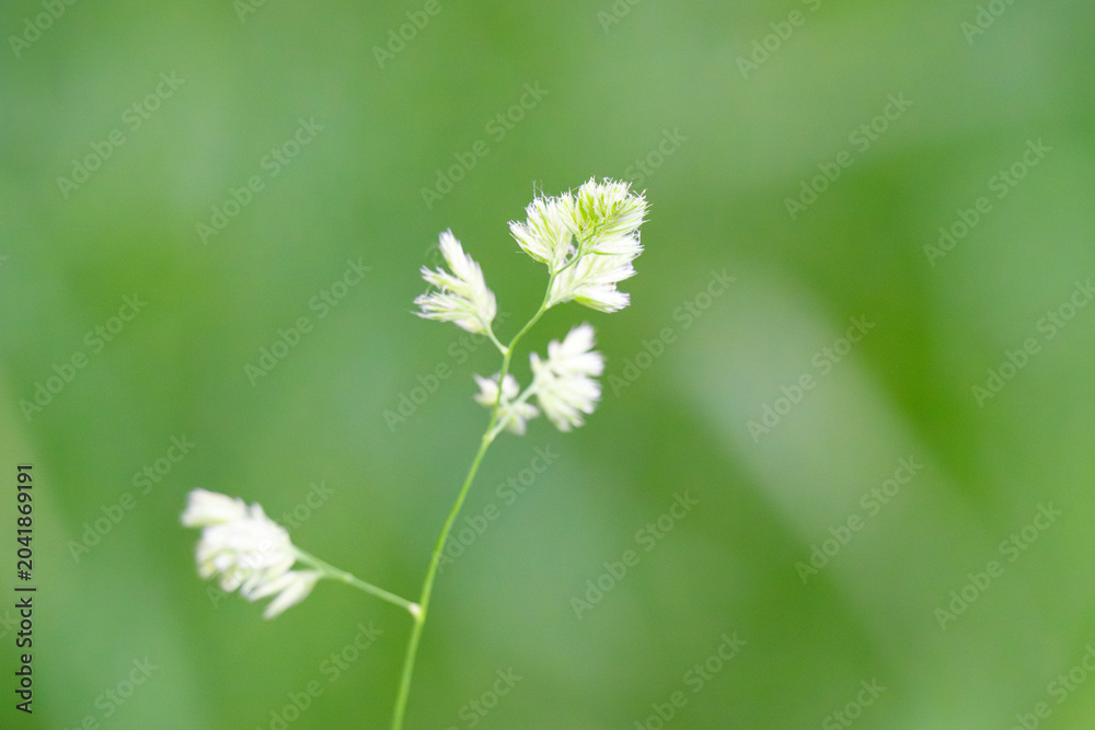 Obraz premium Beautiful green grass in a meadow