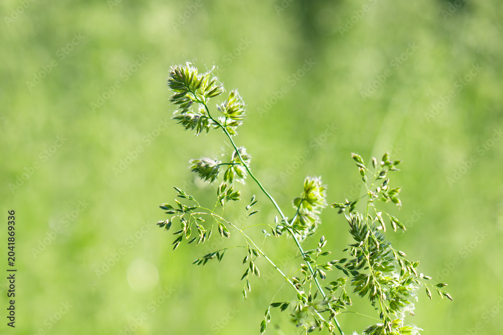 Obraz premium Beautiful green grass in a meadow