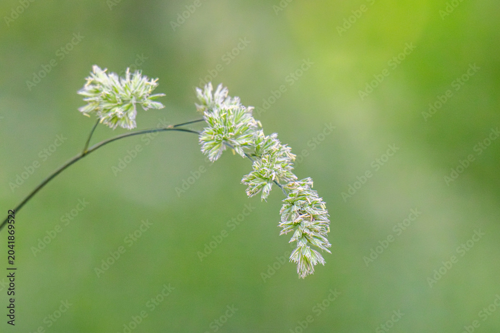 Obraz premium Beautiful green grass in a meadow