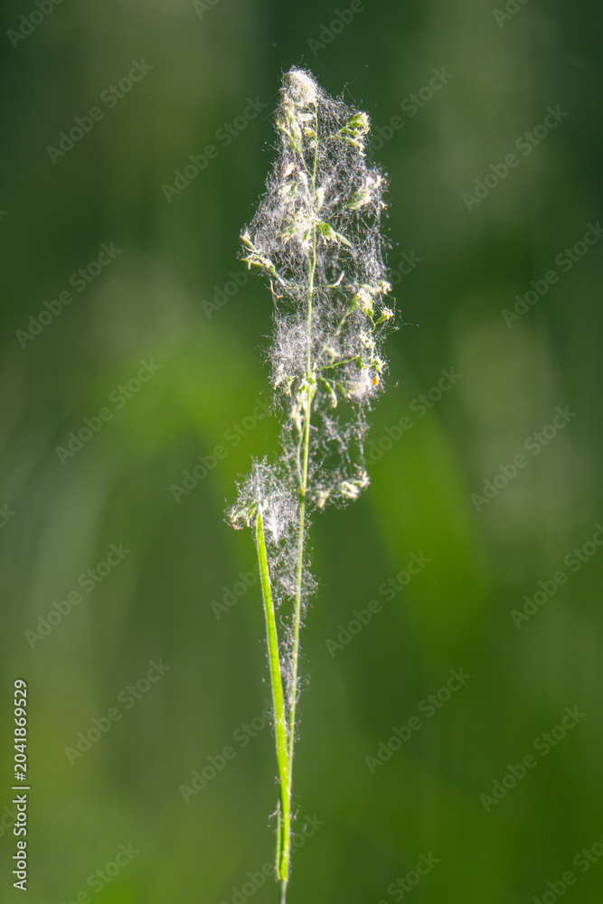 Obraz premium Beautiful green grass in a meadow