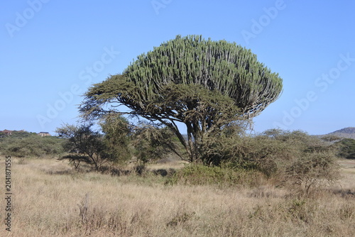Großer Kakteenbaum in  der Serengeti