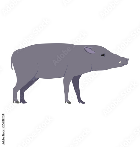 Photography Adult female North sulawesi babirusa in side view flat style icon
