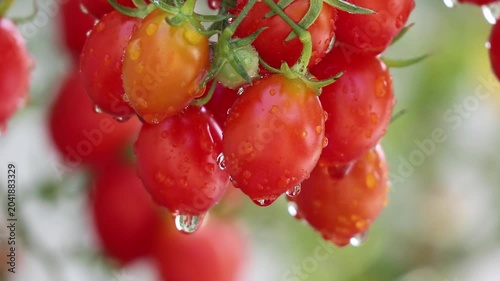 Bunch of fresh ripe red grape tomatoes hanging on the vine in organic garden