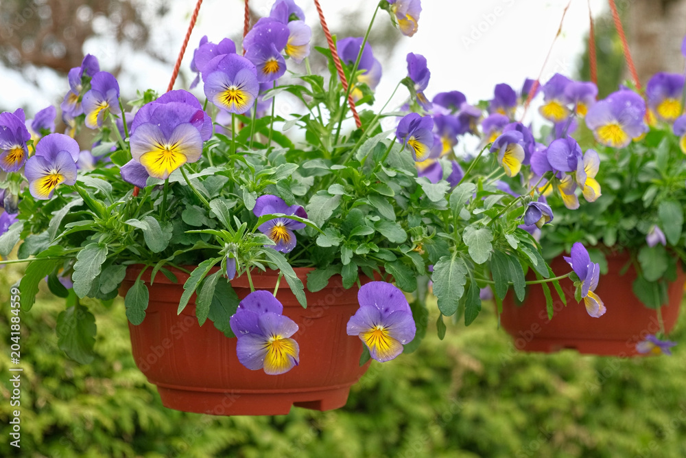 Fototapeta premium Colorful greenhouse garden center aisle lined with hanging baskets, pansy beds, daffodils and mixed spring blooms paved walkway, racks, retail nursery, bright diffused light. Vibrant plant display
