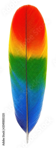 Vibrant Rainbow Parrot Feather Isolated on Transparent Background