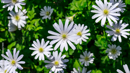 Vászonkép Flowers bloom in a green field during spring with bright sunlight and clear blue