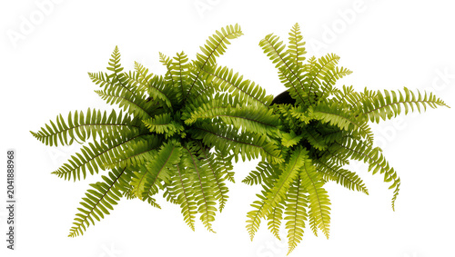 Tableau sur toile Green fern plant with delicate fronds