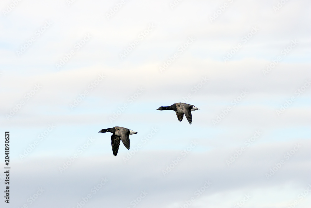 Obraz premium Two Brent Geese in Flight
