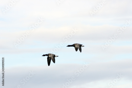 Canvas Print Two Brent Geese in Flight